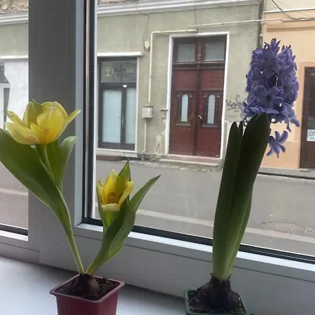 Apartment Apartament Cozy In Mijlocul Centrului